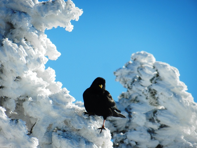 Les 6 Vercors