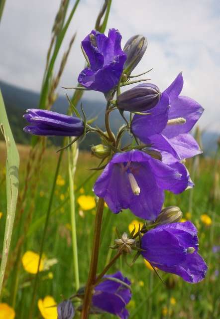 fleurs-du-vercors-522