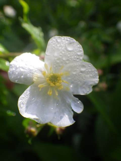 fleurs-du-vercors-523