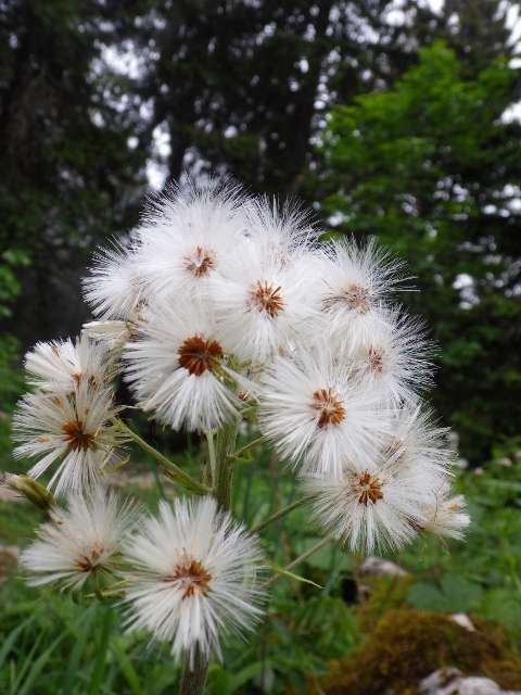 fleurs-du-vercors-525