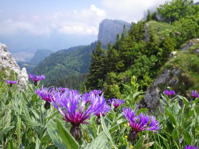 fleurs-du-vercors-526