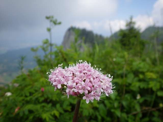 fleurs-du-vercors-527