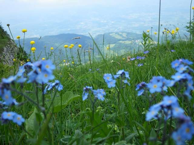 fleurs-du-vercors-528