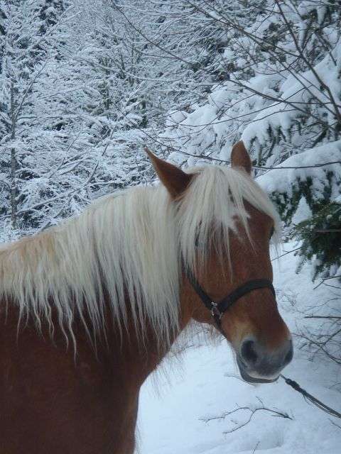 jument-sous-la-neige-du-vercors-119-838