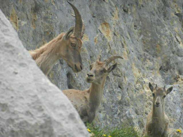 rando-vercors-col-2-soeurs-sscn2256-69-846