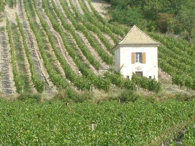 visite-vercors-sud-vigne-clairette-chatillon-diois-240-666