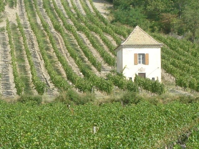 visite-vercors-sud-vigne-clairette-chatillon-diois-240-949